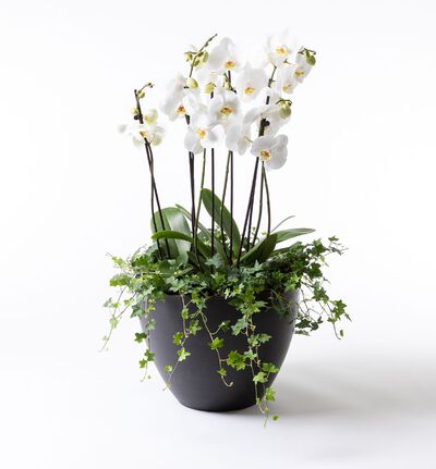 Arrangementsplanting med hvite orkidéer